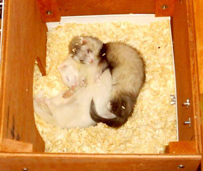 awwcuddlin.jpg